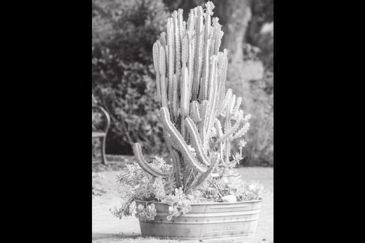 Container garden is a great place to start for novice gardeners