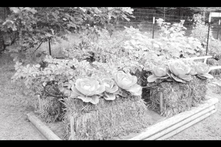 Have You Heard About Strawbale Gardening?