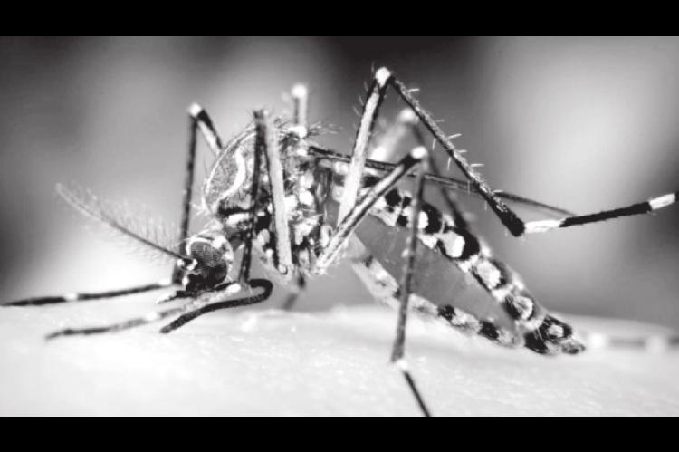 Three Techniques to Keep Mosquitoes Out of Your Backyard Oasis