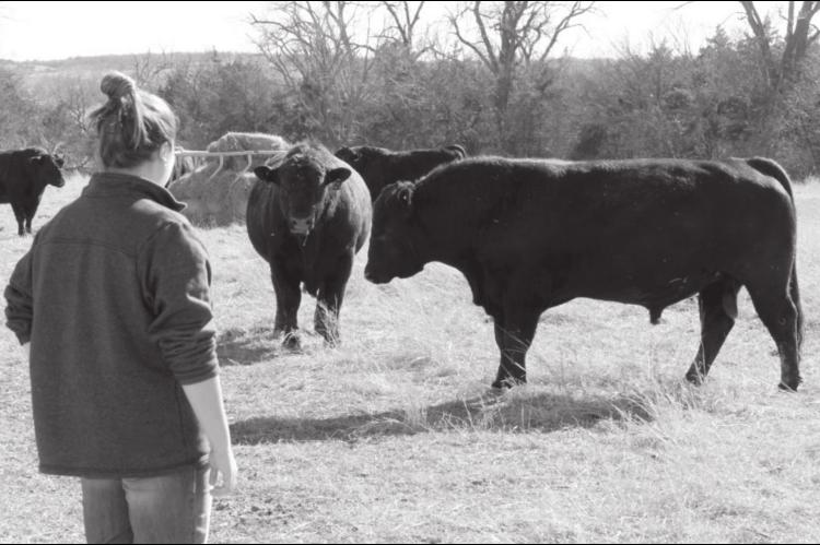 Cattle Breeders Should Check Bull Fertility After Recent Snowstorms