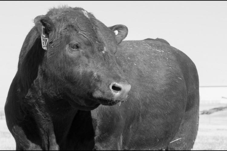 Preparation Key in Herd Sire Selection