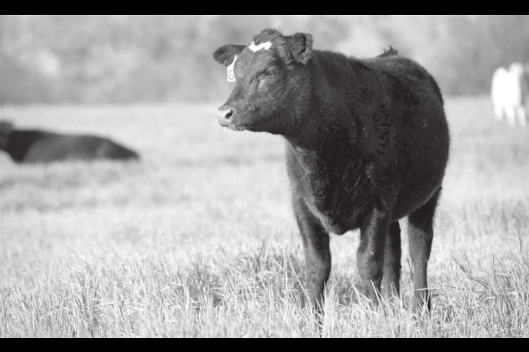 Testing of Hay, Pastures Key to Offsetting High Feed Grain Prices