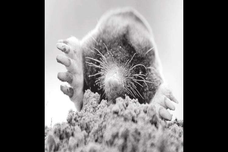 Identify and Treat a Garden Mole Problem