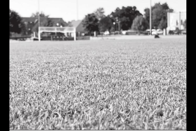 Tahoma 31 Carries on OSU Turfgrass Legacy