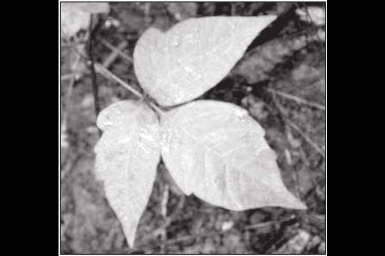 How To Identify Poison Ivy