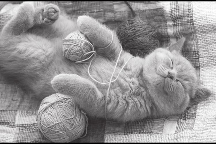 Common Cat Health Concerns
