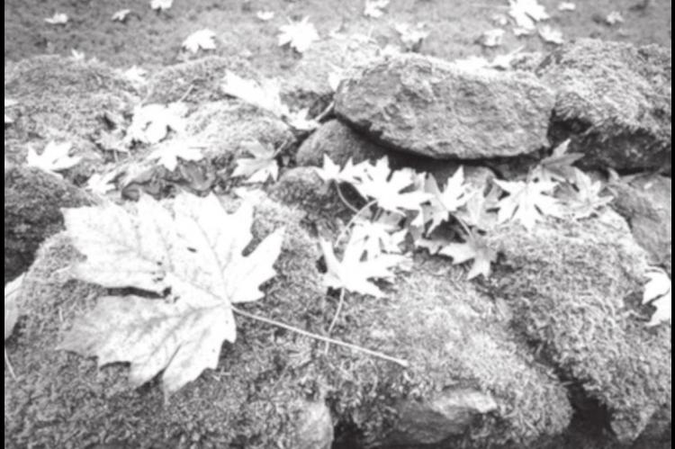 How to Address Moss in the Lawn