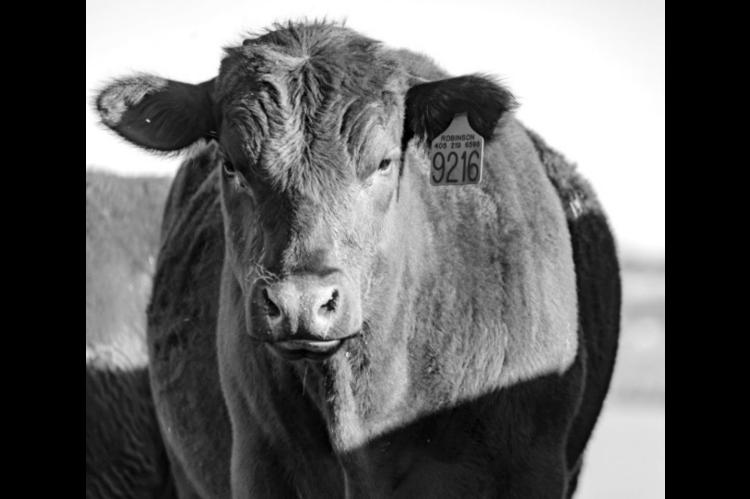 Get the Most Out of Higher Cattle Placement Weights in Feedlots