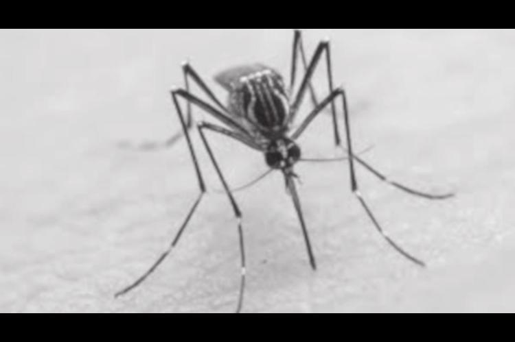 Prevent Mosquitoes From Spoiling your Summer Fun