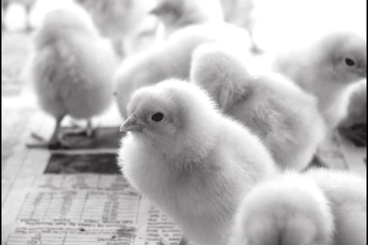 Here A Chick, There A Chick…