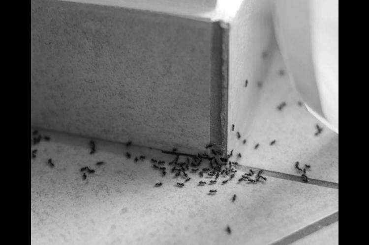How to Control Common Spring Pests