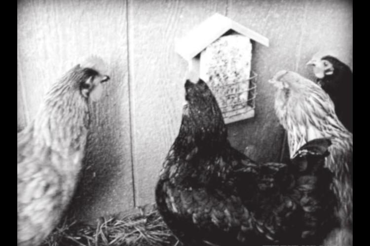 Homemade Suet Blocks for your Chickens or the Wild Birds