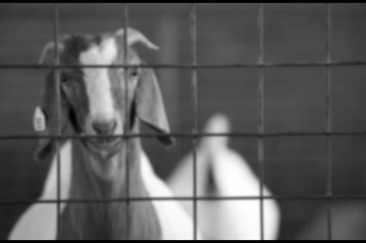 Goat Producers May Consider Ownership Opportunities