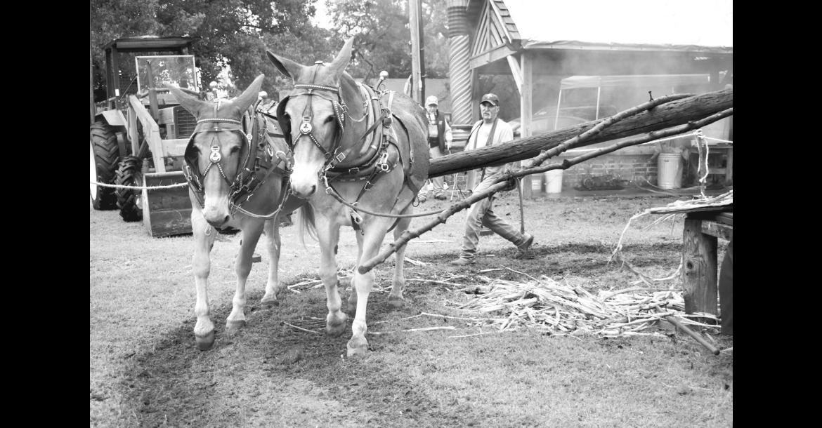 A team of mules powers the press used to extract sweet sorghum from the cane during a live demonstration at the 2025 Sorghum Festival in Wewoka. The annual event returns for its 51st run this Saturday, Oct. 24. Events associated with the festival include the John Lively 5K Run, the annual parade, a car show, vendor booths, live entertainment and much more. There is no charge to attend the festival. —File Photo