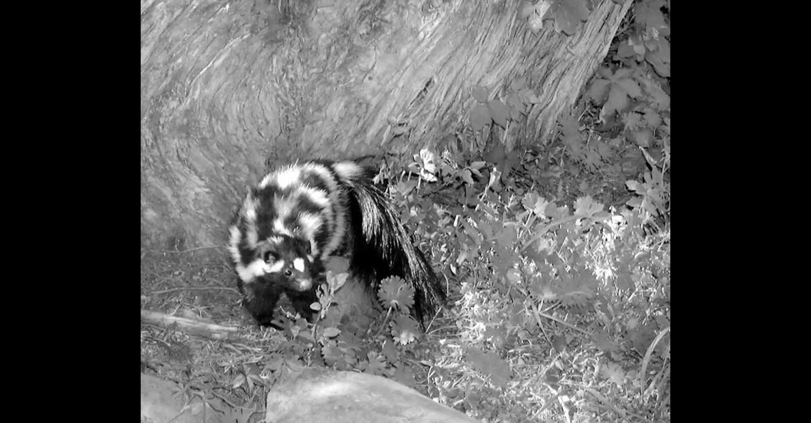 The plains spotted skunk is pictured. (U.S. Fish And Wildlife Service photo)