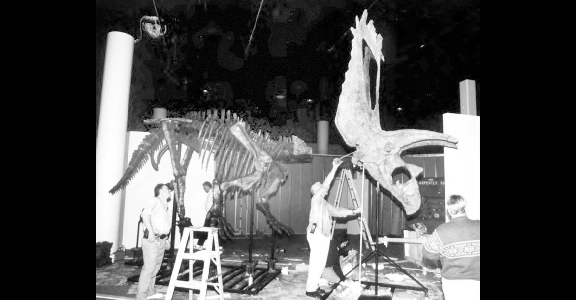 Museum staff and volunteers work to mount Pentaceratops fossil specimens as a fully articulated exhibit for the Sam Noble Museum still under construction in 1997. The fossil was originally excavated in 1941 by OU paleontologist Dr. J. Willis Stovall and his crew in the San Juan Basin of New Mexico. (Photo provided)