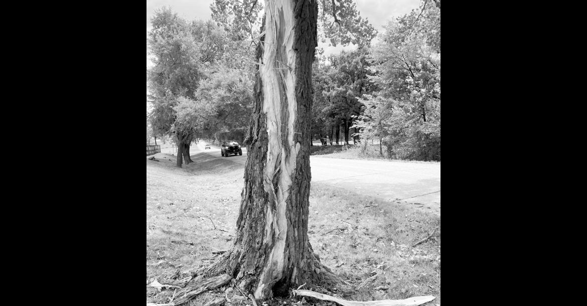 Seminole resident Mark Claborn, who lives east of the city, was not home last Friday morning when lightning struck a tree in his front yard. Upon returning home, he found large pieces of the tree over 50 feet away. —Photo courtesy Ernie Willis