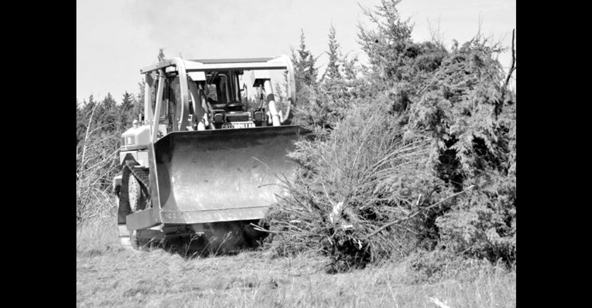 Above: Invasive, water-intensive Eastern Red Cedar trees being mechanically removed. Google has awarded the Oklahoma Conservation Commission a $2.32 million grant to remove the trees in central Oklahoma and restore cropland to native playa wetlands in the panhandle. (Photo courtesy OCC)