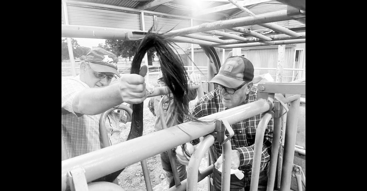 Current Seminole County Cattlemen’s Association member and State Representative Danny Williams learns how to collect a blood sample to check for pregnancy testing using the BioPRYN system during the association’s recent August educational meeting. (Courtesy photo)