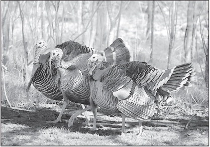Wild Turkey Hunting Season Has Begun in Oklahoma