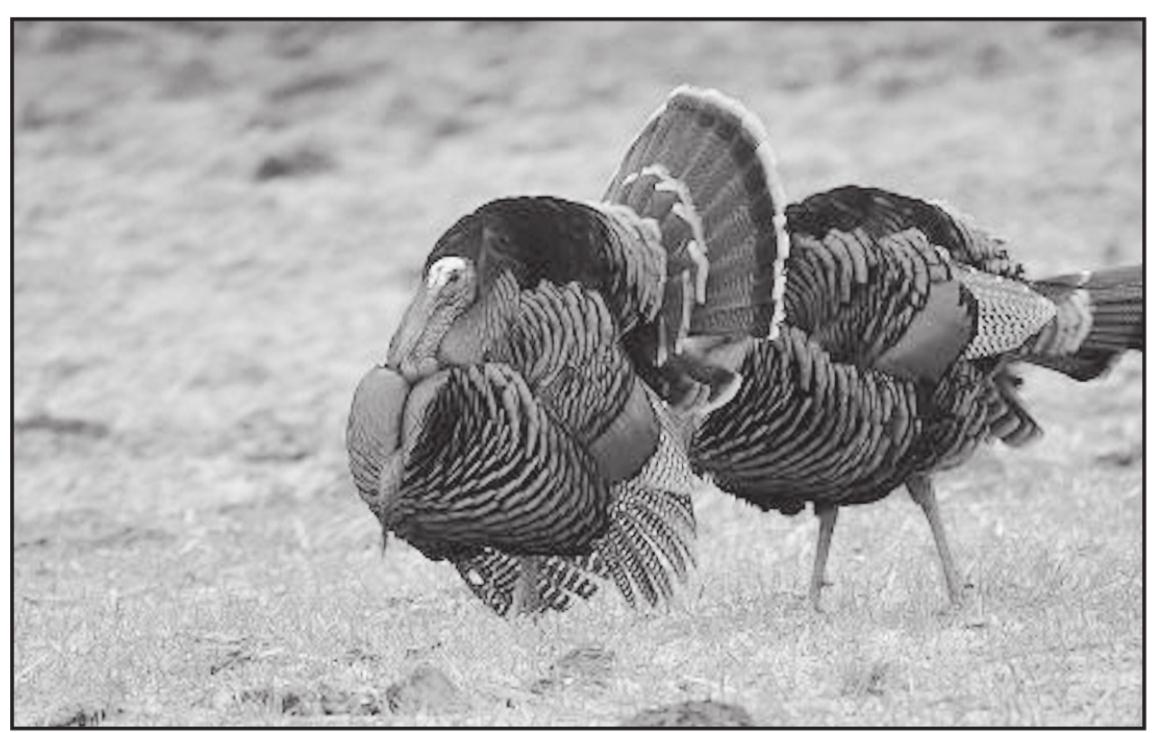 Commission Alters Turkey Hunting Bag Limit Seminole Producer