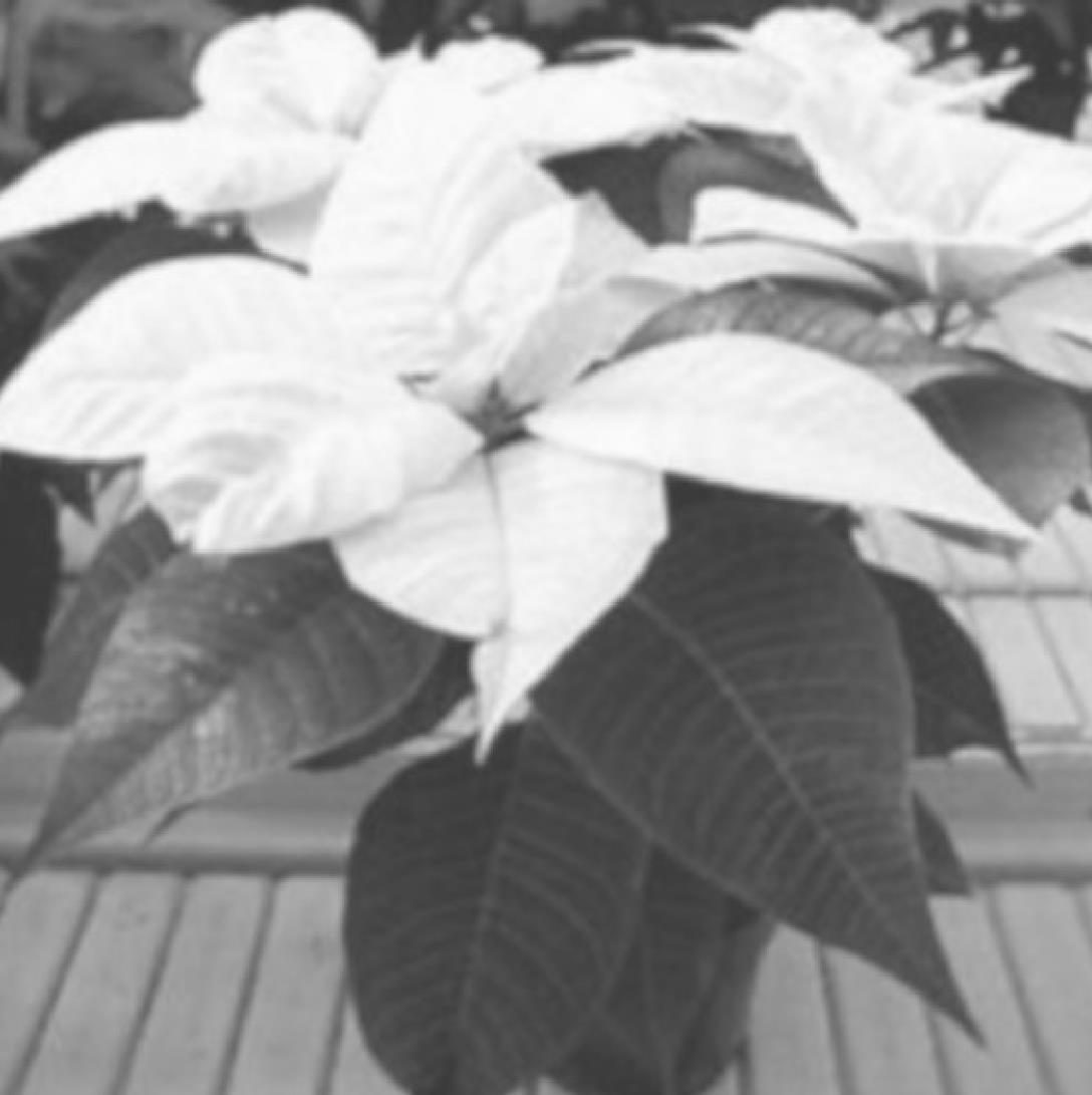 How to Properly Care For Your Poinsettia Plant Seminole Producer