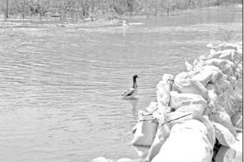 Article Image Alt Text