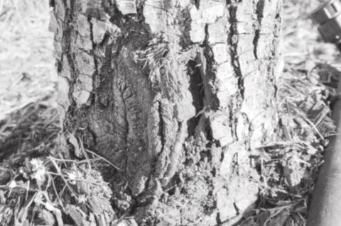 Mechanical Injury To Trees Can Cause Damage