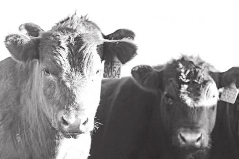 Cattle Industry Losing Billions To COVID-19, Report Finds