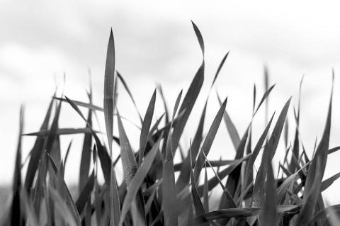 OSU Wheat Varieties Are The Most Planted in Oklahoma