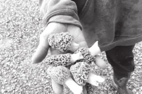 Even Experts can be Fooled Hunting Wild Mushrooms