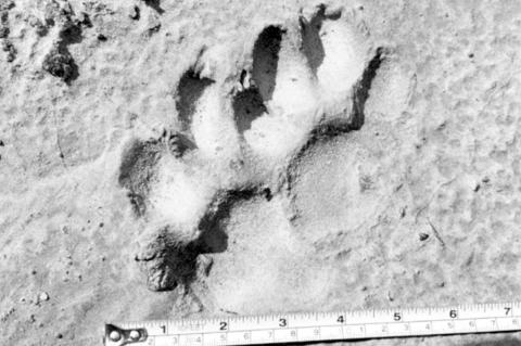 Oklahoma Mountain Lion Sightings: What You Need to Know