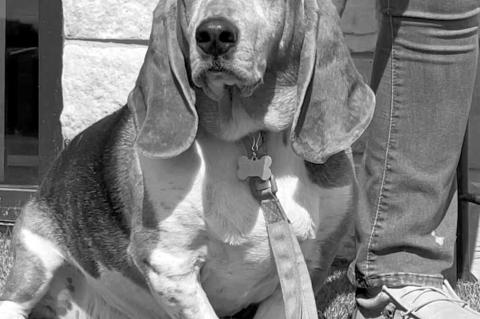Junior the basset hound shows off his new bling that shows he is the first ‘resident’ to be tagged under city policy, and new Seminole Animal Control leadership. Pet registration will be fully enforced starting next year.
