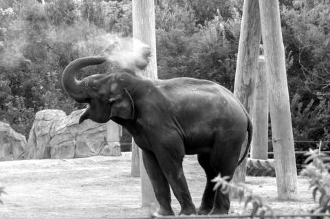 OKC Zoo Expert Leads Research on Elephant Care