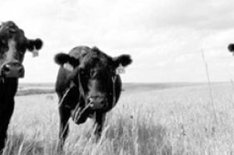 Keeping Your Cattle And Pastures Healthy