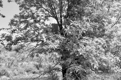 An ash tree with an emerald ash borer trap is pictured in Oklahoma.(Photo by Dieter Rudolph/Provided by Oklahoma Forestry Services)