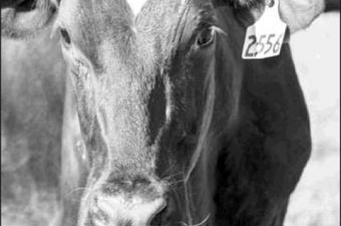 Article Image Alt Text