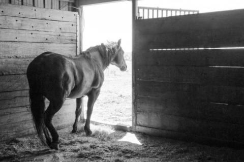Biosecurity Important Tool In Fighting Vesicular Stomatitis In Horse Operations