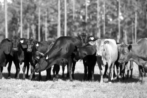 Seven Must-Know Tips For Ranching Success