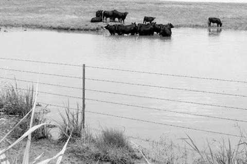 Fixing Muddy Pond Waters