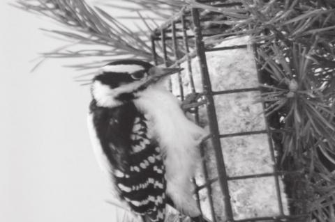 Birds Need Extra Assistance in Winter