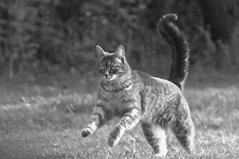 Tips to Care For Outdoor Cats