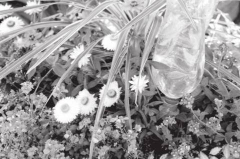 Vacation Care for Container Gardens