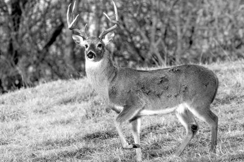 New Hunting/Fishing License Fees Active July 1