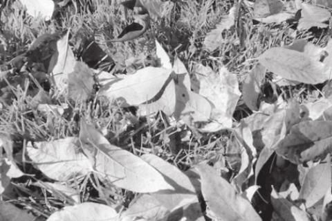 Article Image Alt Text