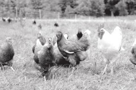 Chicken Manure Fertilizer for the Vegetable Garden