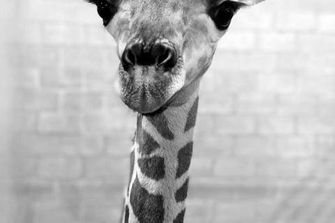 OKC Zoo Announces Name of Endangered Giraffe Calf Azizi (