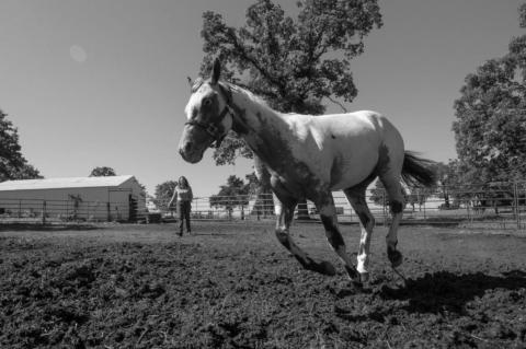 Know How Horses Respond to Hot Summertime Temperatures