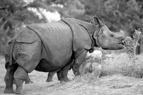 OKC Zoo Welcomes Male Indian Rhino to Its Family