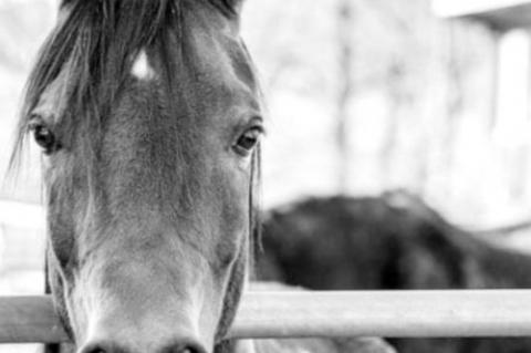 Equine Owners Should Monitor for EHV-1